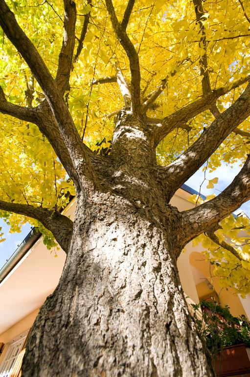 L'Albero Della Vita Ceriale Bagian luar foto